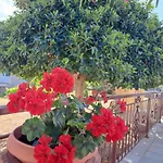 빌라 Grevillea *