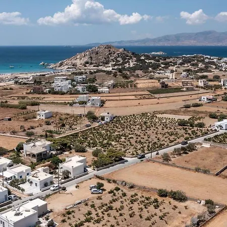 Grevillea Willa Mikri Vigla