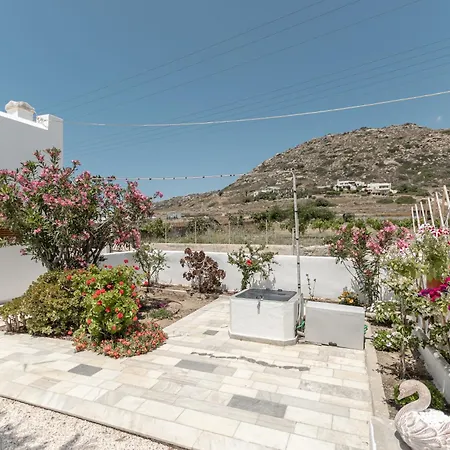 Grevillea Mikri Vigla